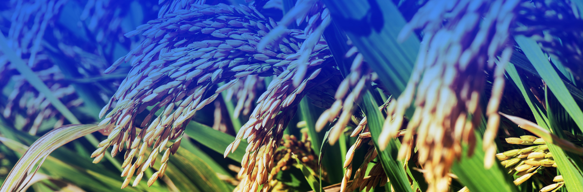 Rice bran fatty alcohol