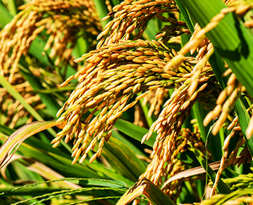Rice bran fatty alcohol