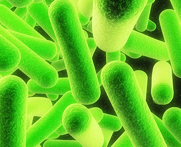 Lactobacillus plantarum LM1004