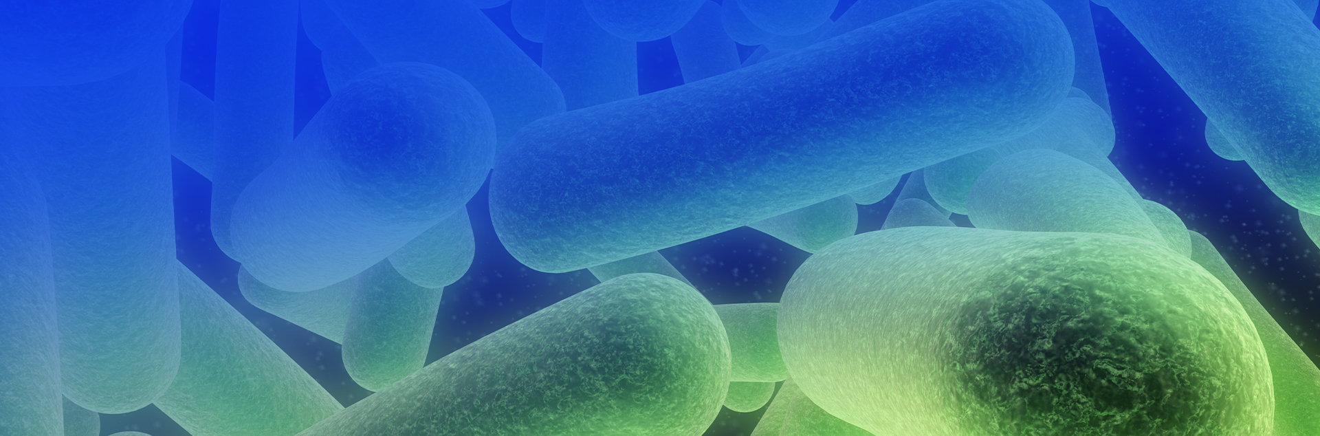 Lactobacillus plantarum LM1004