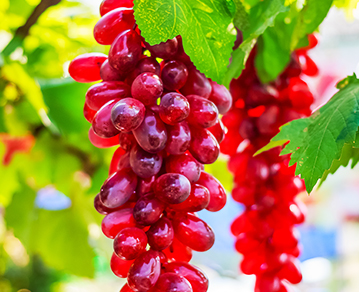 Red Grape Yeast Compound Powder