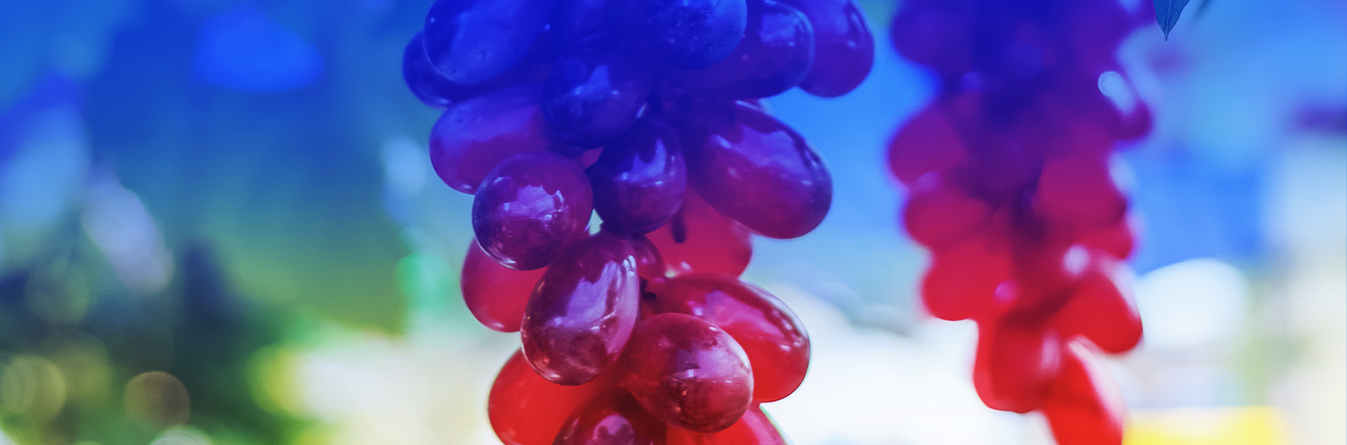 Red Grape Yeast Compound Powder