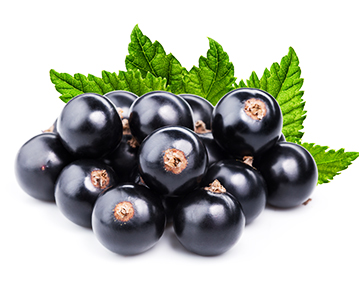 Blackcurrant Concentrate Blend