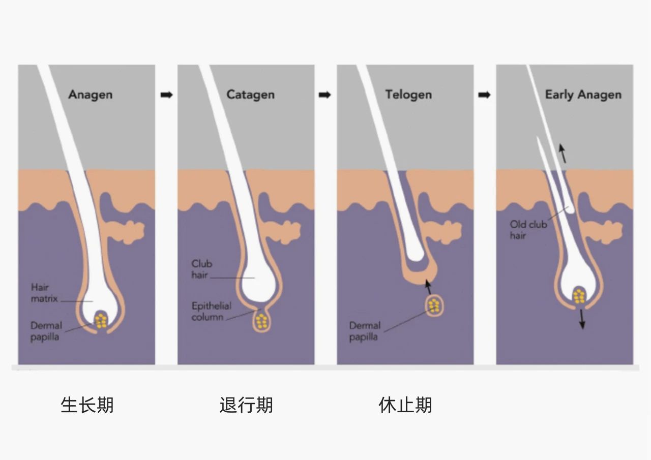 破防脱市场同质化套路，看小小豌豆苗如何拿捏2.5亿脱发人群！(图3)