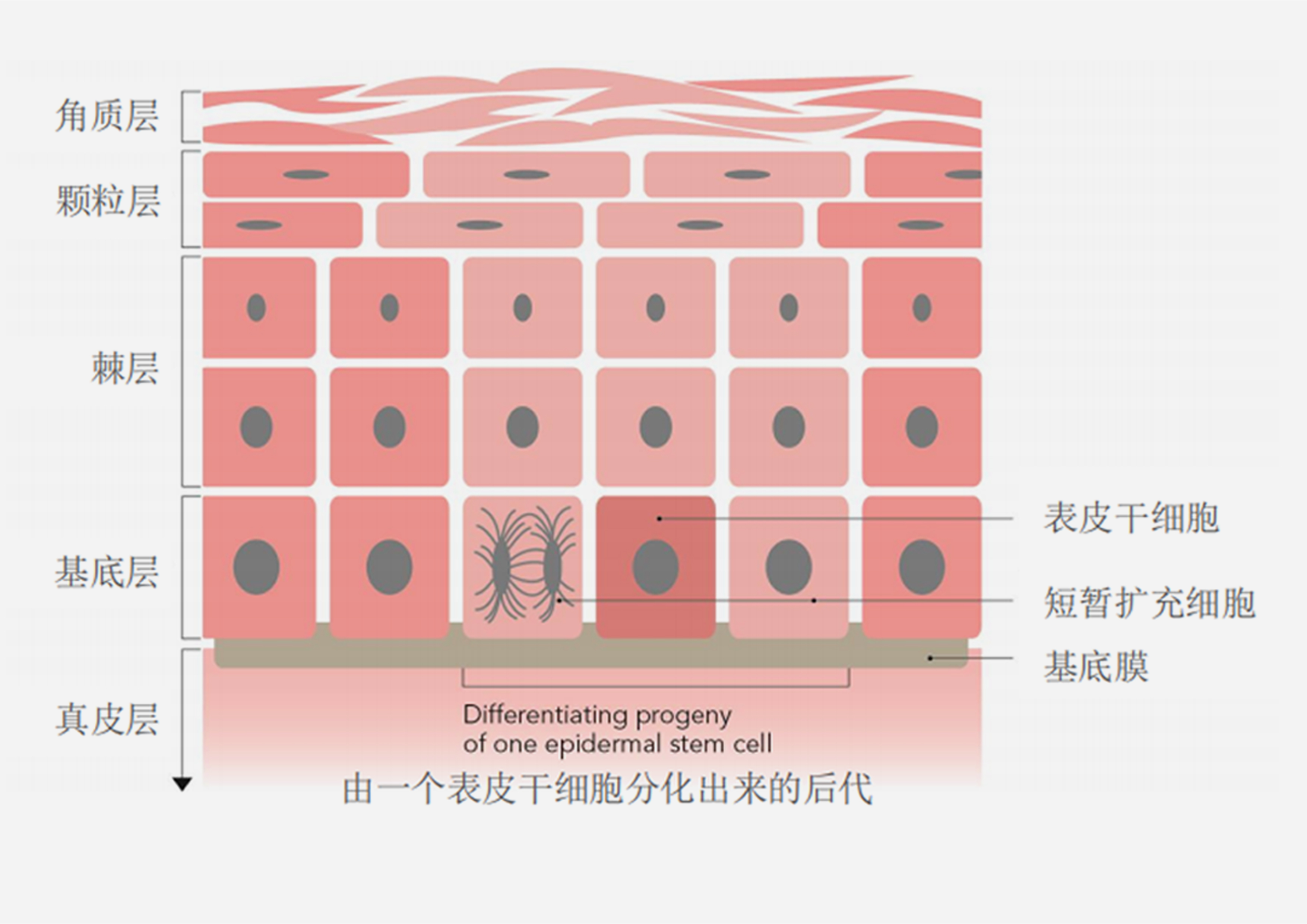 苹果文章图片3.jpg
