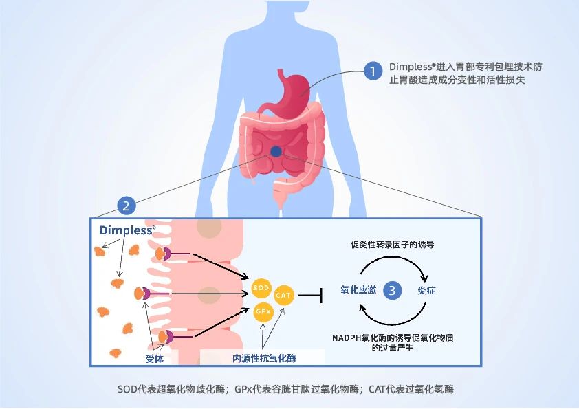 凯时人生就是博重磅引进新型体控原料！(图4)