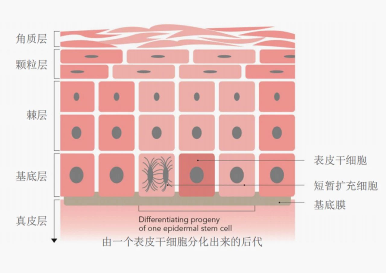 盘点凯时人生就是博多向抗衰成分，全面开启口服抗衰赛道新解法！(图5)