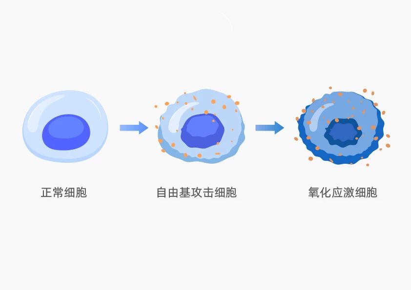 盘点凯时人生就是博多向抗衰成分，全面开启口服抗衰赛道新解法！(图9)