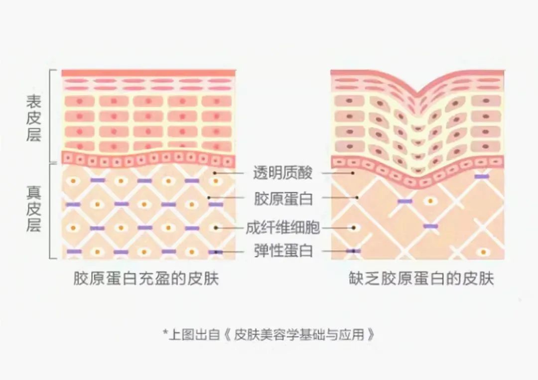 盘点凯时人生就是博多向抗衰成分，全面开启口服抗衰赛道新解法！(图8)