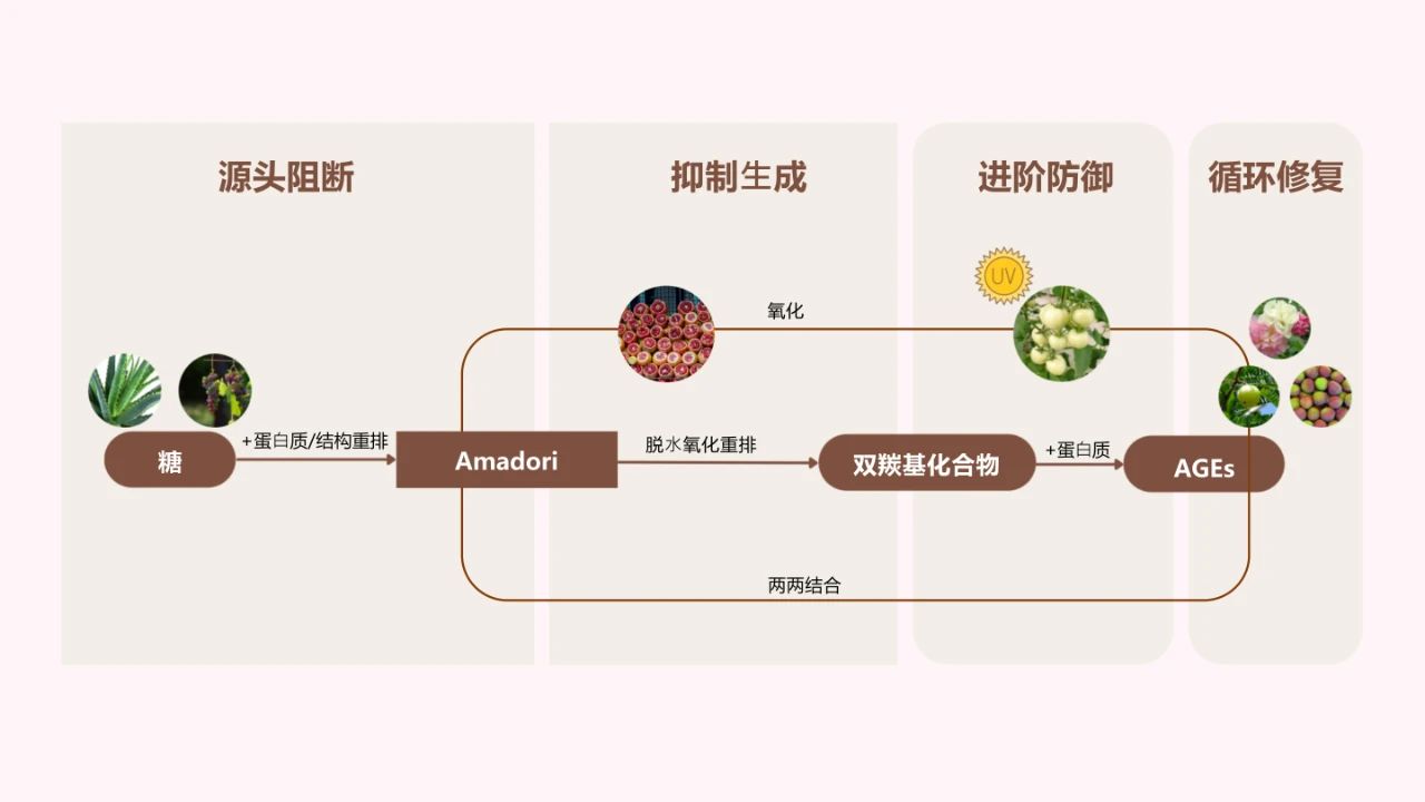 顶配科研背书，破译抗糖护肤增长密码！(图12)