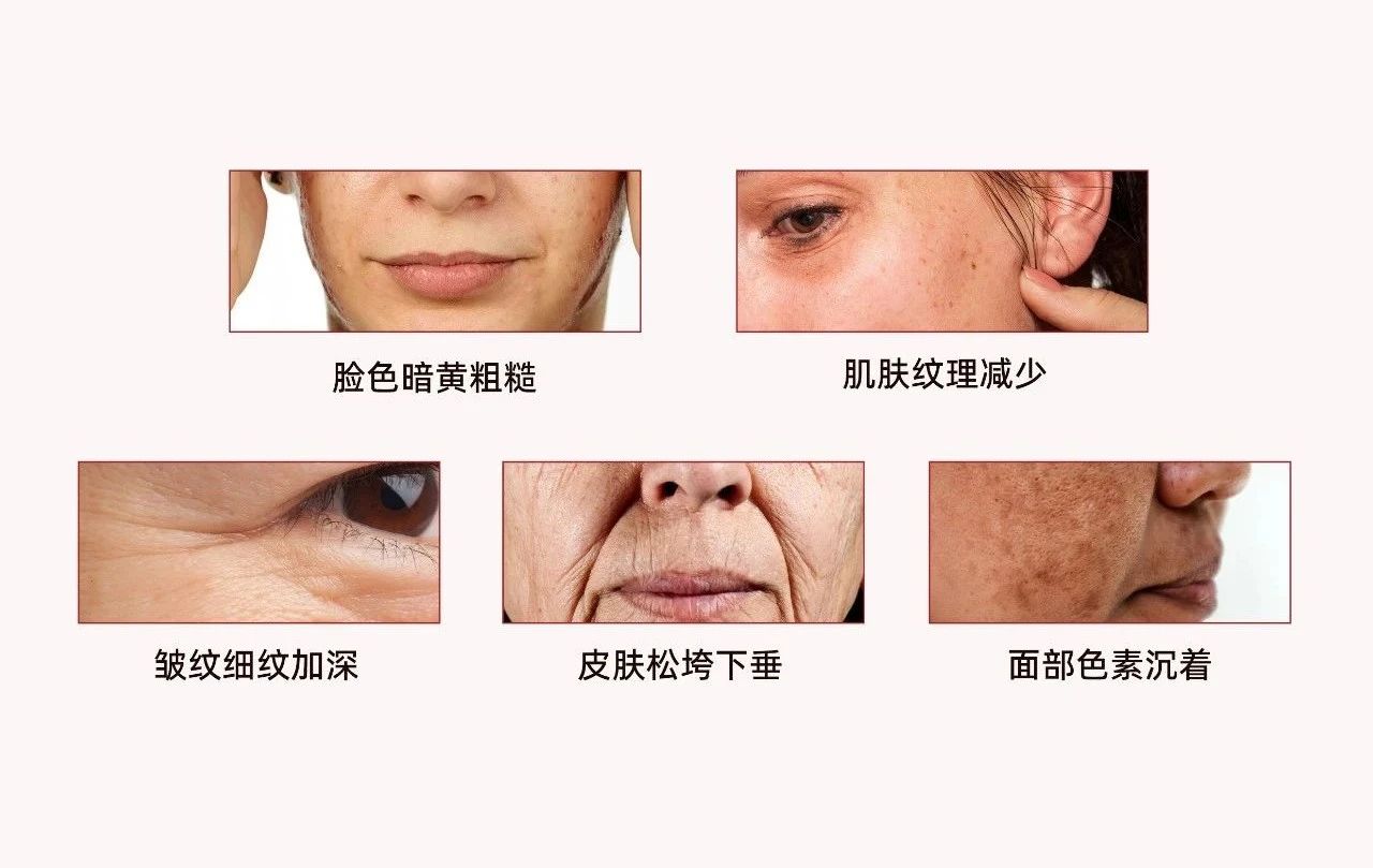顶配科研背书，破译抗糖护肤增长密码！(图2)